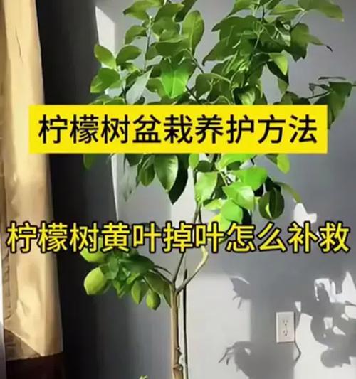 冬季柠檬树盆栽养殖方法(如何正确照顾柠檬树盆栽,让它在寒冷的冬季健康成长)