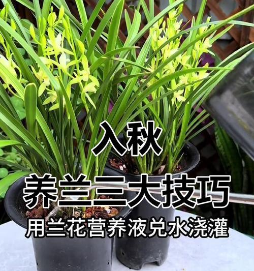 如何培养兰花开出美丽的花朵（掌握兰花养护技巧，让它绽放独特的魅力）