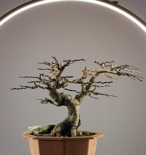 以榆树盆景为主题的制作方法与技巧(从树种选择到盆景设计,助你打造精美的榆树盆景)