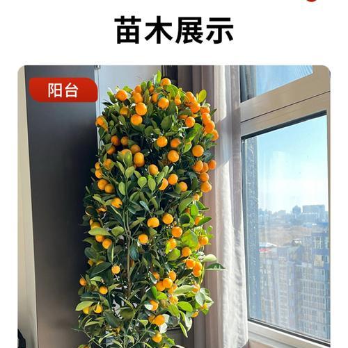 金桔盆景的寿命及养护要点(从栽培到成长,揭秘金桔盆景的长寿之道)