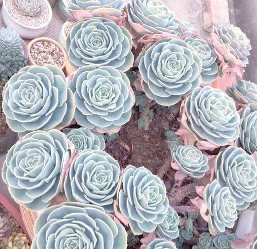 玉蝶花的养殖方法(了解玉蝶花的养殖技巧,打造美丽花园)