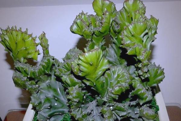 招财麒麟掌盆景(麒麟掌盆景的养殖技巧和招财之道)