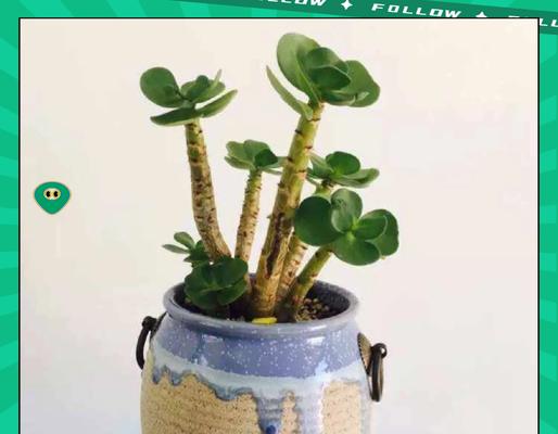 选择合适的土壤类型是种植玉树的关键(玉树栽培中土壤选用方法的研究与探讨)