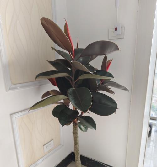 如何正确养殖橡皮树?(掌握橡皮树的基本需求,让你的橡皮树茁壮生长!)