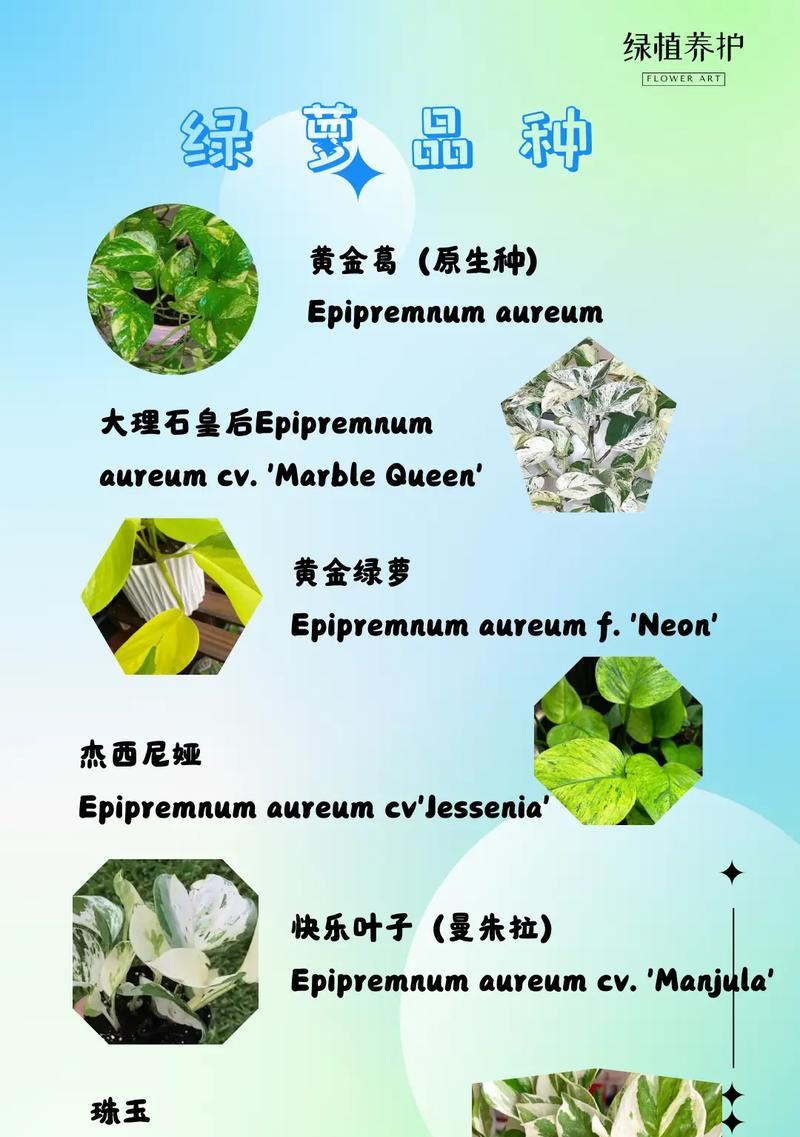 一棵绿萝七个鬼(探寻绿萝七个鬼背后的奇异现象)