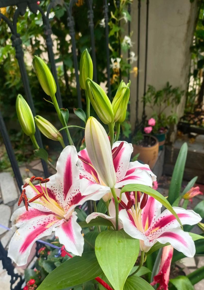 不开花的百合盆景(探索百合盆景的无花之美)