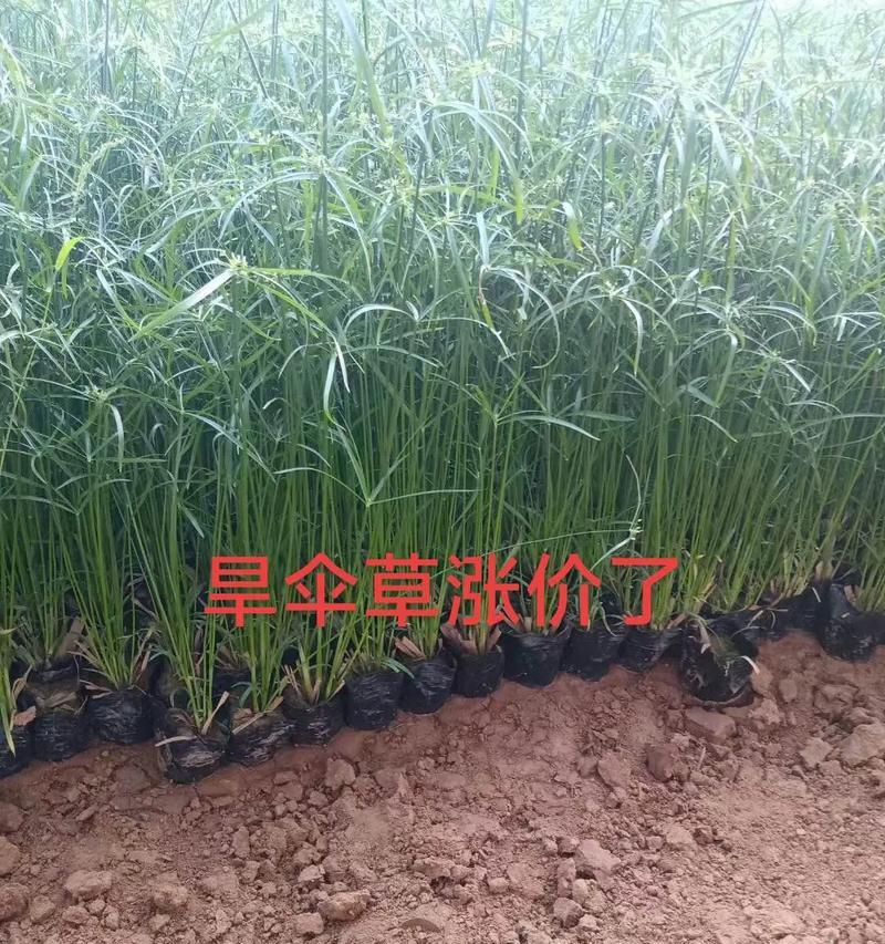 以伞草的培植方法（简单易行的室内培植法）