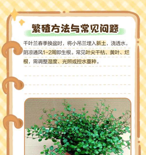 长寿吊兰养殖方法大全(学会这些关键步骤,让你的吊兰长寿如松)