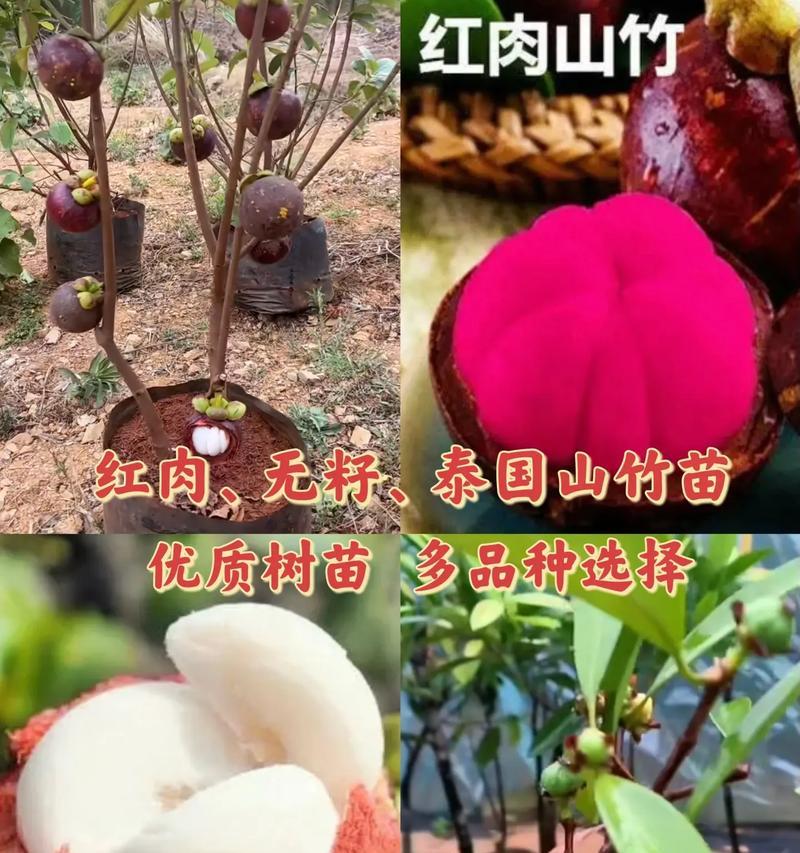 山竹花的养殖方法详解（打造美丽花园的必备技巧）