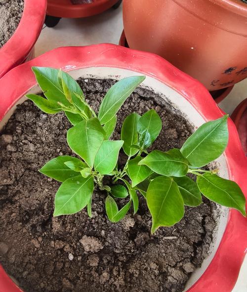 如何成功种植飘香藤盆栽（以飘香藤盆栽方法为主题，分享种植技巧和关键步骤）