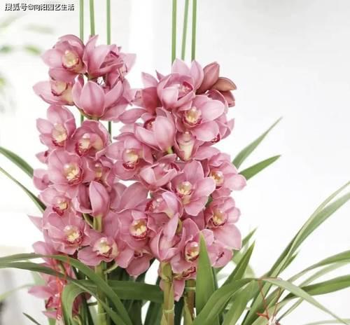 大花蕙兰的品种及特点（探索大花蕙兰的不同品种和魅力）