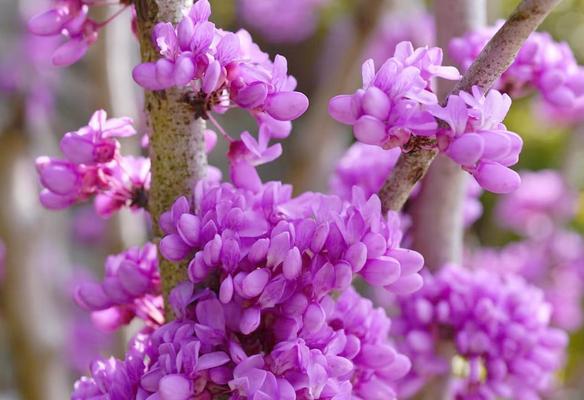 紫荆花的象征意义及文化价值（紫荆花的寓意与传承）