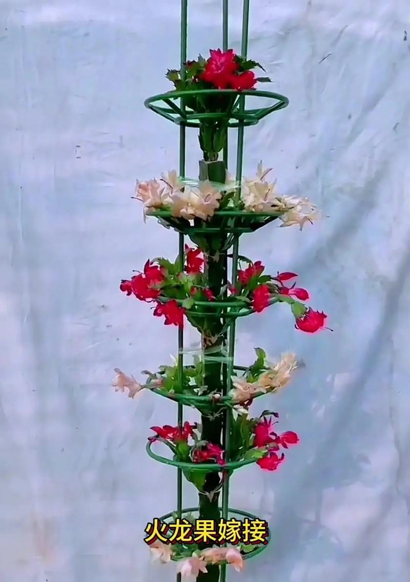 火龙果盆栽养殖技巧（打造花园中的热带风情）