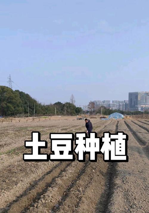种植土豆的最佳时间选择（提高土豆产量的关键）