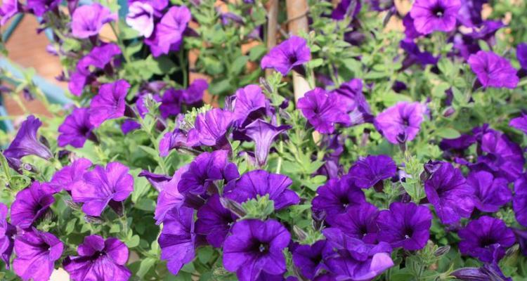 碧花繁殖方法（探索碧花繁殖的有效技巧）