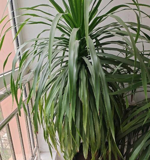 龙须盆景（探寻以龙须盆景是否适合室外环境的可能性）