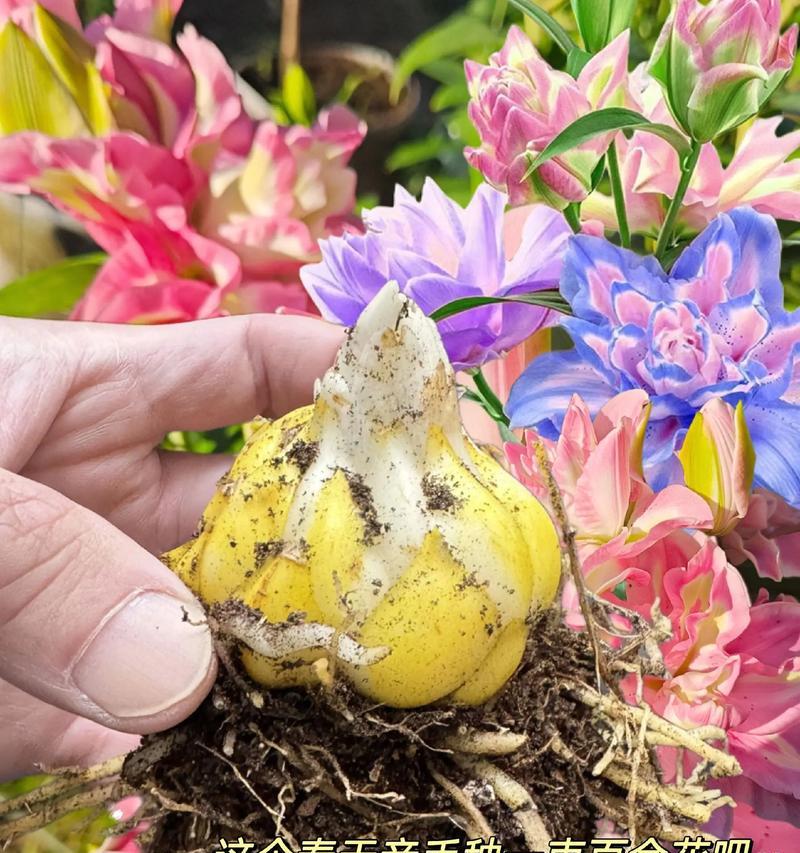 和平百合种植方法详解（打造美丽花坛的秘诀及技巧）