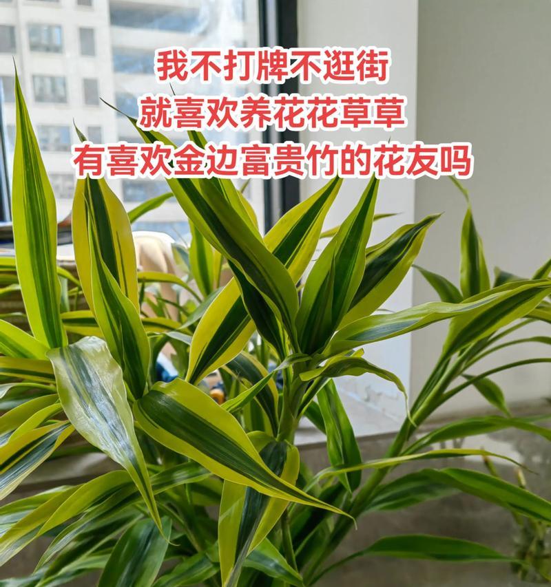 富贵竹之学业旺盛（以哪种富贵竹最旺学业？）