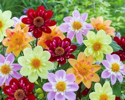 小丽花扦插方法和技巧（快速繁殖小丽花的最佳途径）