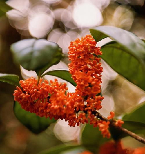 桂花的美丽与香气（探寻桂花之美与香）