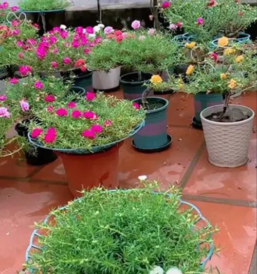 以太阳花繁殖的最佳方法（从种子到幼苗，掌握种植以太阳花的技巧）