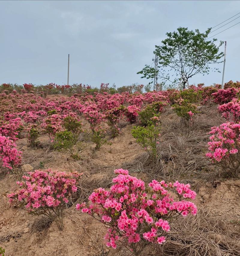 西洋杜鹃花的耐寒性（西洋杜鹃花的生态特征和适应能力）