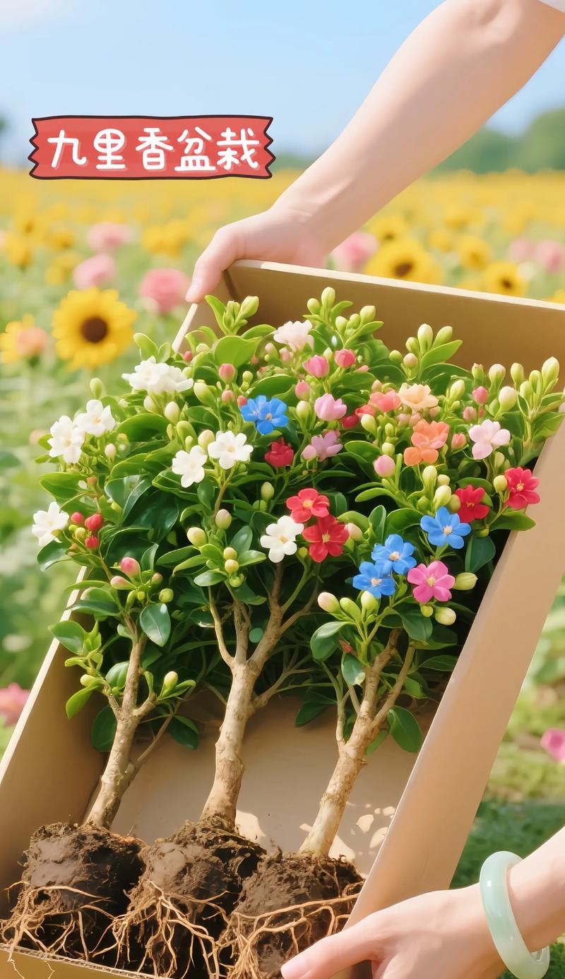 九里香盆景叶子白色粉状病害的原因及防治方法（揭秘九里香盆景白色粉状病害，保持植物健康生长）