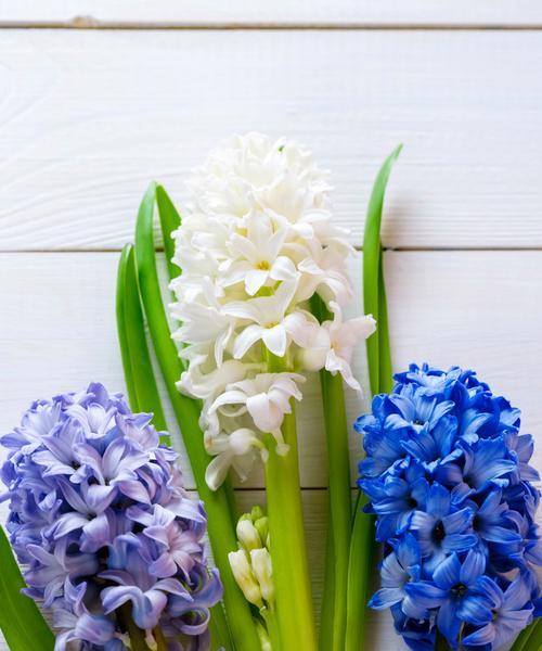 风信子——花开芬芳，春暖心田（一朵花开，一曲春韵）