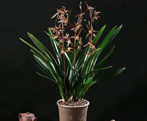 墨兰换盆的正确方法（保证植物健康成长的关键技巧）