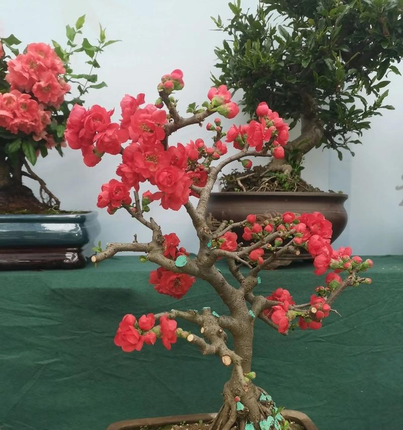 海棠盆景的挑选与养护之道（如何选择适合自己的海棠盆景，让其长青不衰）