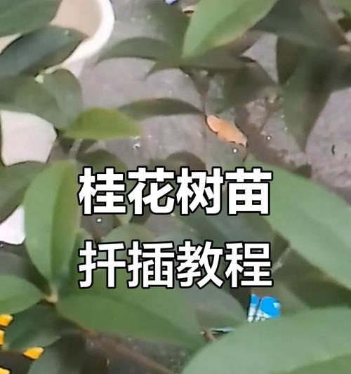 以贵花花如何扦插，开启花卉繁衍之道（贵花花扦插的技巧与要点）