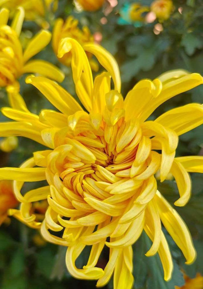 菊花浇水的最佳频率及注意事项（了解菊花的生长需求，合理浇水有助于健康生长）