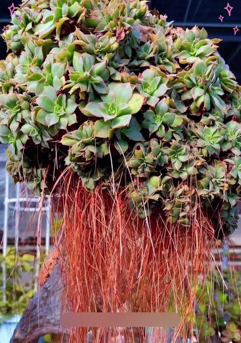 以君子兰不长根的解决方法（挽救君子兰健康成长的秘密）