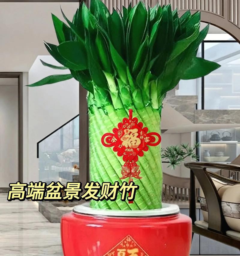 以盆景竹见证中华文化的传承与发展（探索中国盆景竹的独特魅力和历史积淀）