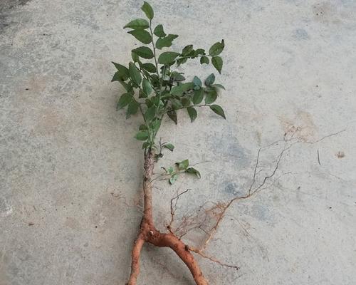 小叶东青盆景养护的全面指南（打造独特盆景，关键在于细心养护）