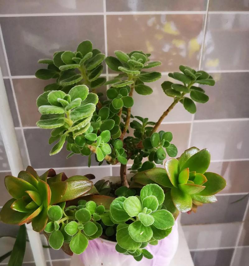 冬天扦插碰碰香的可行性及方法研究（冬季扦插碰碰香的关键技巧和注意事项）