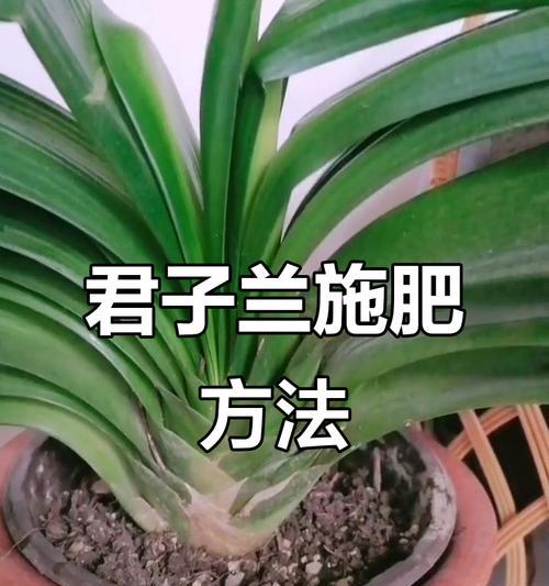 盆栽君子兰的种植方法和注意事项（打造室内绿色空间，君子兰成为首选植物）