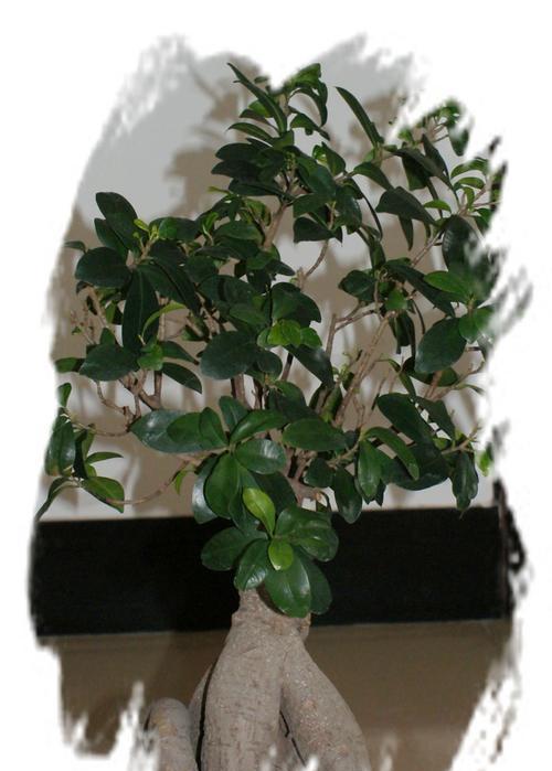 古树名盆景之美——重返自然的艺术之旅（以盆景为主题的古树命名的魅力及其传承）