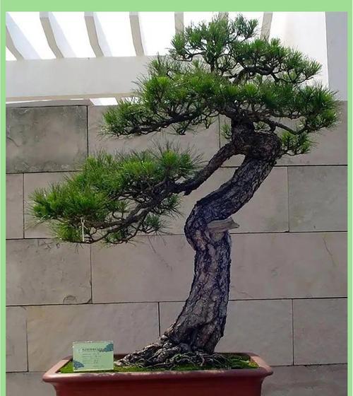 家居盆景的选择（探索以松树为主的盆景在家居环境中的适用性与好处）