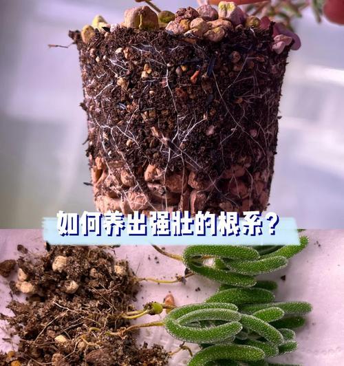 穿心莲枝条扦插的土壤要求与技巧（培养健康穿心莲的关键）