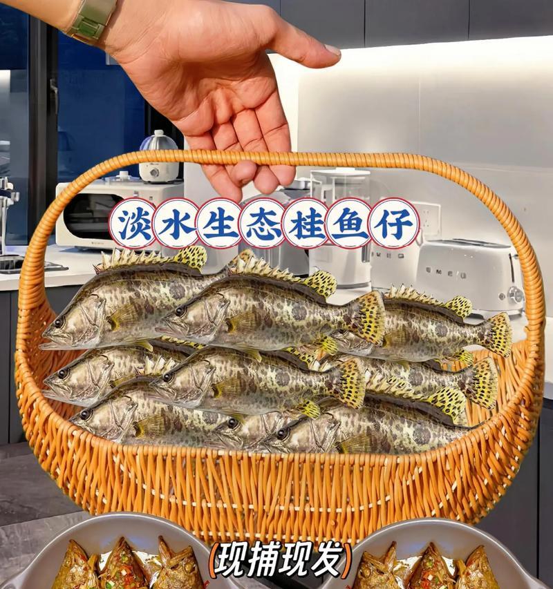 养殖桂鱼所需水质条件及关键要素（打造适宜桂鱼生长的水质环境，关键是...）