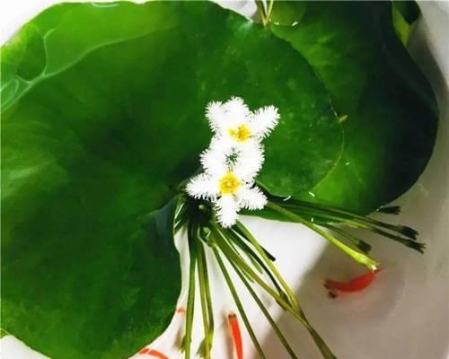 迷你百合养殖的技巧与方法（打造迷你花园，享受迷你百合的美丽）