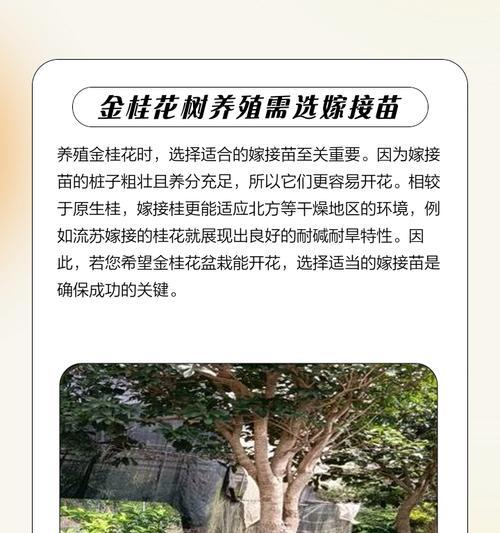如何成功养殖室外桂花树（学习关于桂花树的养殖方法，让你的花园充满香气）