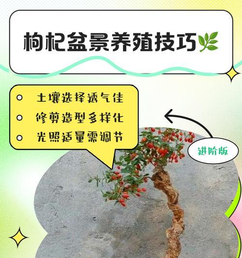 枸杞盆景（以枸杞盆景怎么留枝挂果多）