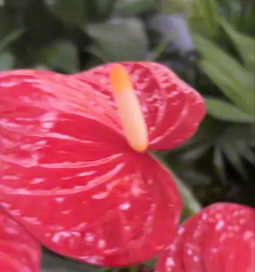 红掌不开花不长新叶的原因及对策（解析红掌不开花和长新叶的问题，探寻恢复植物生长的方法）