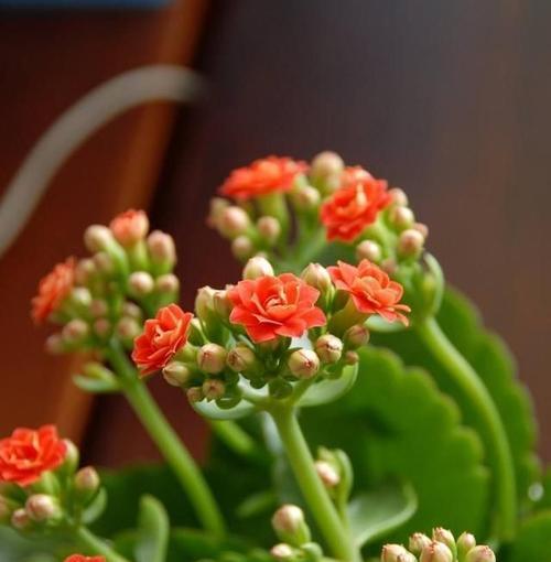 儿红花养殖方法及技巧（培育优质儿红花，轻松高产十五步法）