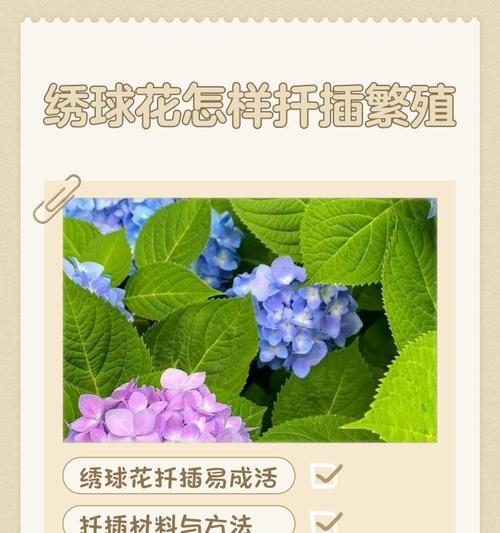 绿绣球扦插技巧与注意事项（探秘绿绣球扦插时间，助您成功繁衍绿绣球之美）