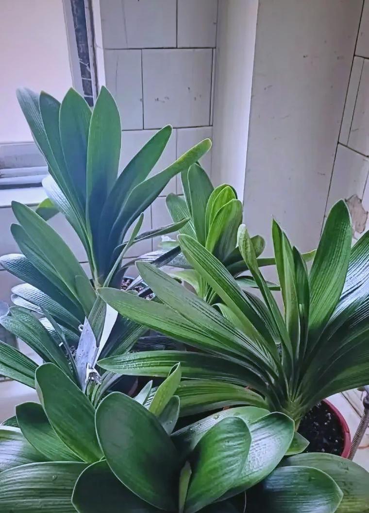 君子兰的养殖方法与注意事项（打造绿意盎然的家居花园，从君子兰开始）