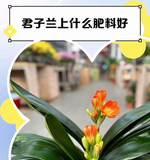 君子兰肥料的选择与使用方法（了解君子兰肥料，让你的花草茁壮成长）
