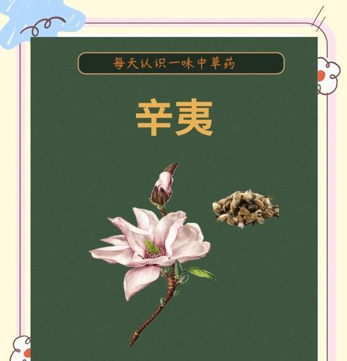 玉兰花的神奇功效与作用（探索玉兰花的药用价值及美容效果）